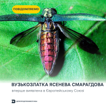 Ви зараз переглядаєте Вузькозлатка ясеневa смарагдова вперше виявлена в Європейському Союзі