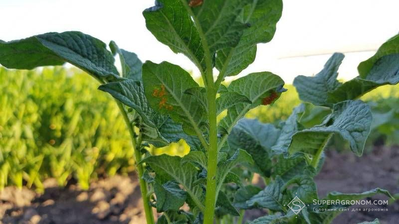 Ви зараз переглядаєте Дротяники, хрущі та колорадський жук: як захистити картоплю від найнебезпечніших шкідників