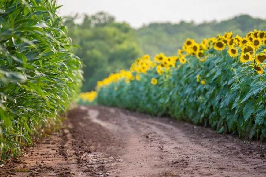 Ви зараз переглядаєте Своєчасний контроль шкідників у першій половині літа як фактор збереження врожайності