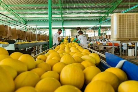Ви зараз переглядаєте Бразильські виробники дині роблять ставку на нові сорти та розширення експорту