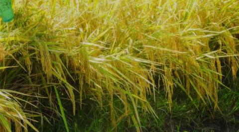 Ви зараз переглядаєте IRRI представив три гібриди рису для Філіппін: вищі врожаї, коротший вегетаційний період і дешевше насінництво