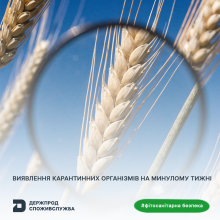 Ви зараз переглядаєте Фітосанітарна безпека: за тиждень проведено 13 938 аналізів відібраних зразків
