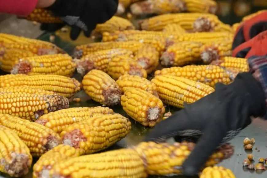 Ви зараз переглядаєте На Чернігівщині побудують завод з переробки кукурудзи