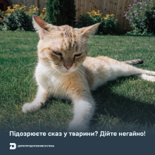 Ви зараз переглядаєте У Держпродспоживслужбі пояснили, як діяти у разі підозри на сказ у тварини