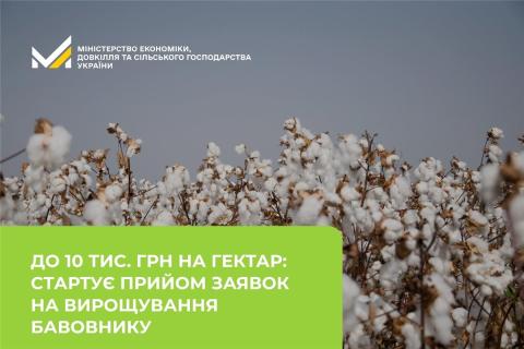 Ви зараз переглядаєте У ДАР з 10 червня стартує прийом заявок на допомогу для вирощування бавовнику — до 10 тис. грн/га