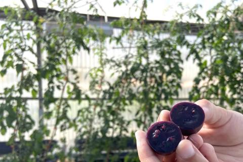 Ви зараз переглядаєте Norfolk заявила, що не постачала «Purple Tomato» до Латвії та ЄС після повідомлень про несанкціоновану розсаду