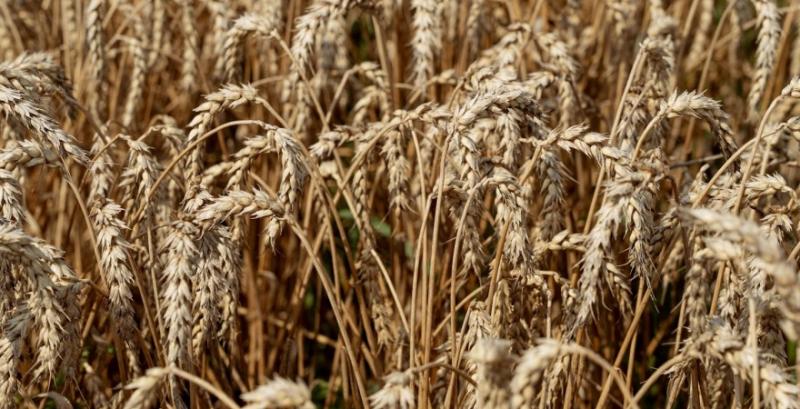Фахівці USDA переглянули прогнози щодо української пшениці