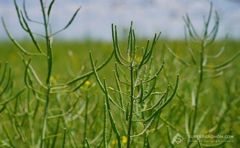 Ви зараз переглядаєте Фермери в Німеччині шукають альтернативи ріпаку через виробничі ризики
