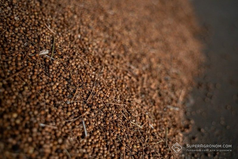 Ви зараз переглядаєте Гірчиця і коріандр очолили рейтинг найдорожчих культур в Україні в сезоні 2026