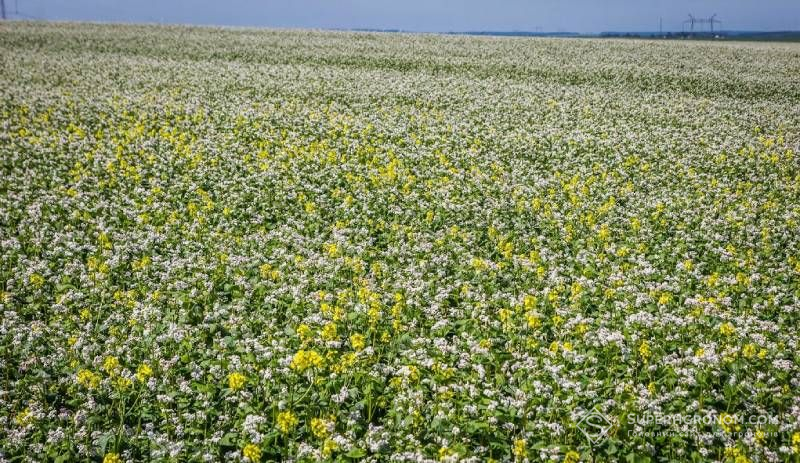 Ви зараз переглядаєте Як підібрати суміші покривних культур відповідно до умов поля розповіли польські фахівці