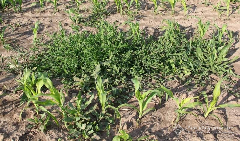 Ви зараз переглядаєте Як за бур’янами визначити кислотність, вологість і родючість ґрунту