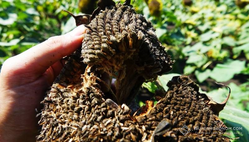 Ви зараз переглядаєте Які шкідники та хвороби активніше  поширюються на соняшнику під впливом зміни клімату розповів експерт