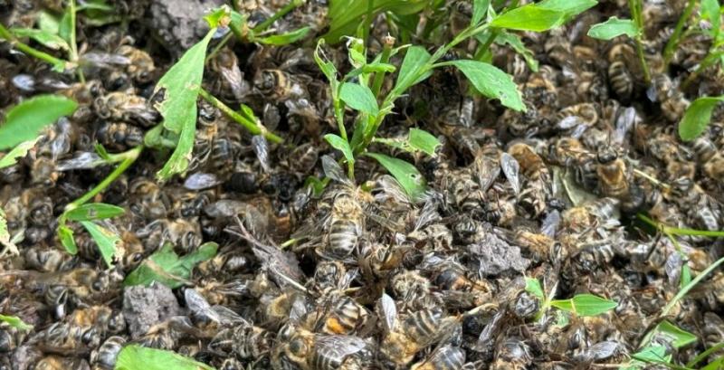 На Кіровоградщині загинуло 32 млн бджіл: що відомо про причини мору