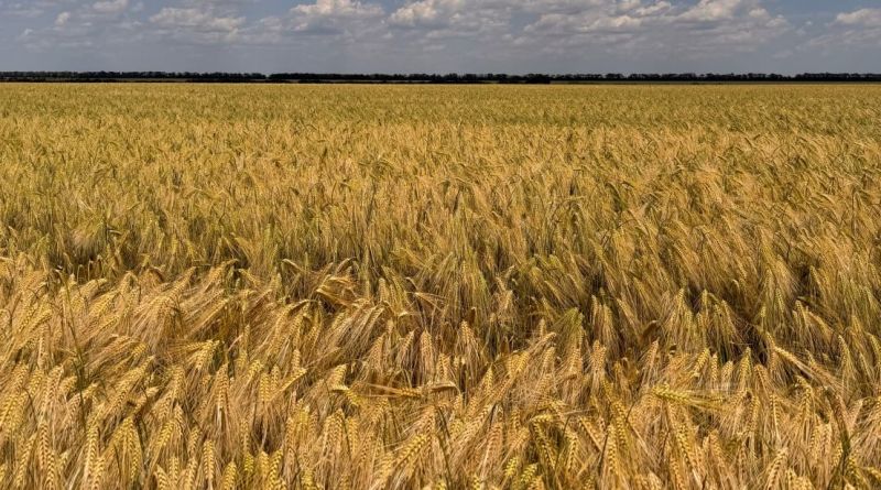 Ви зараз переглядаєте Напередодні жнив в «Агрейн» оцінили стан посівів озимого ячменю
