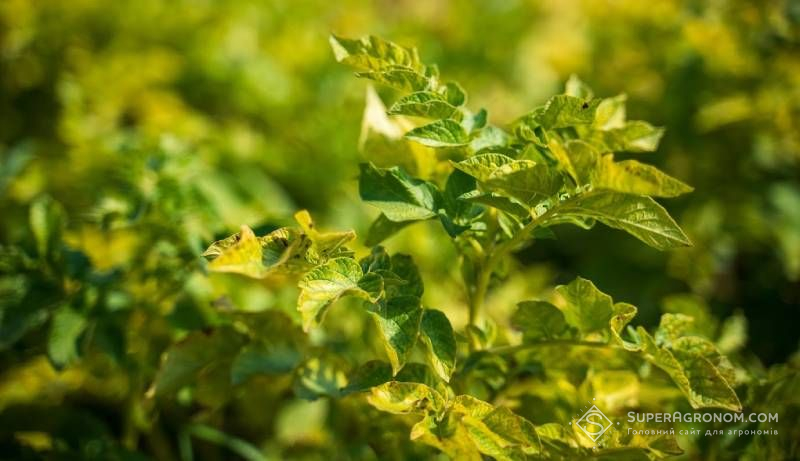 Ви зараз переглядаєте Небезпечна хвороба картоплі фітофтороз: аграріям нагадали стратегію обробок протягом сезону