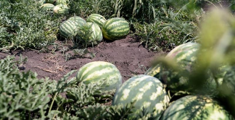 Перший урожай херсонських кавунів очікується не раніше ніж через місяць Перший урожай херсонських кавунів очікується не раніше ніж через місяць