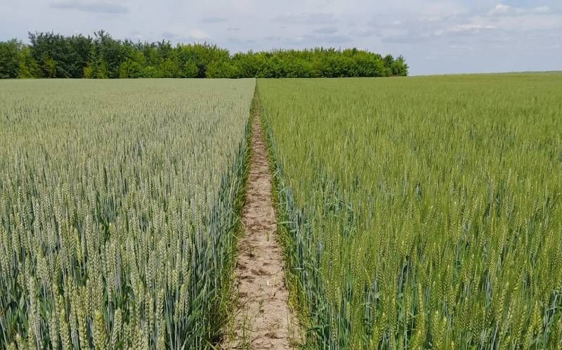 Ви зараз переглядаєте Попри висушування ґрунту озимі зернові на Львівщині поки не відчувають гострого стресу — науковці
