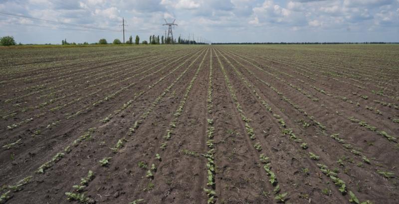 Посівна кукурудзи, соняшник та сої на фінішній прямій
