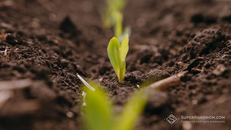 Ви зараз переглядаєте Посівну-2026 на Чернігівщині завершено, найбільше площ засіяли кукурудзою
