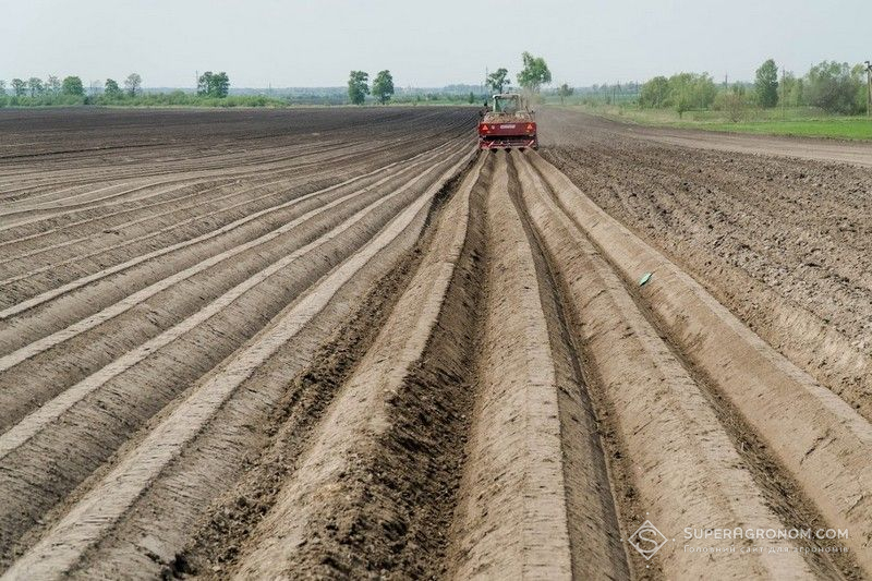 Ви зараз переглядаєте Превентивний захист картоплі від хвороб: скільки обробок потрібно за сезон