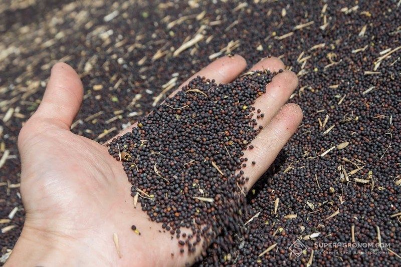 Ви зараз переглядаєте Ринок ріпаку 2025/26 змінився: експорт скоротиться на 37%, а переробка зросnt на 160%
