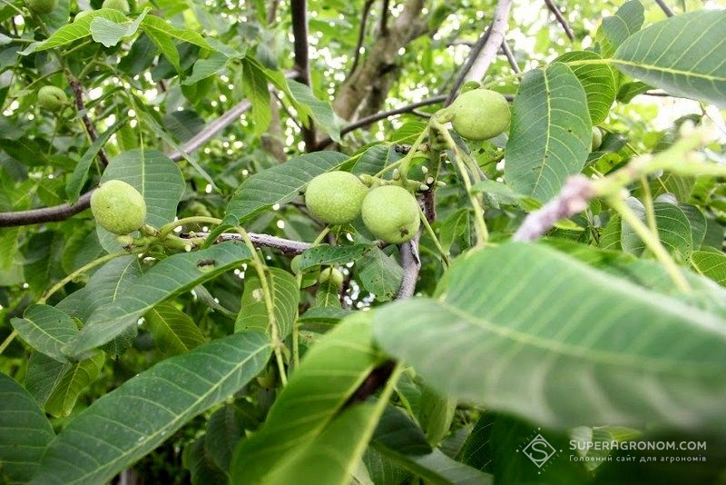 Ви зараз переглядаєте Україна наростила експорт органічних волоських горіхів на 91%: хто купує найбільше