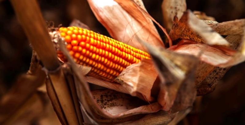 USDA підвищило прогноз світового виробництва кукурудзи на новий сезон