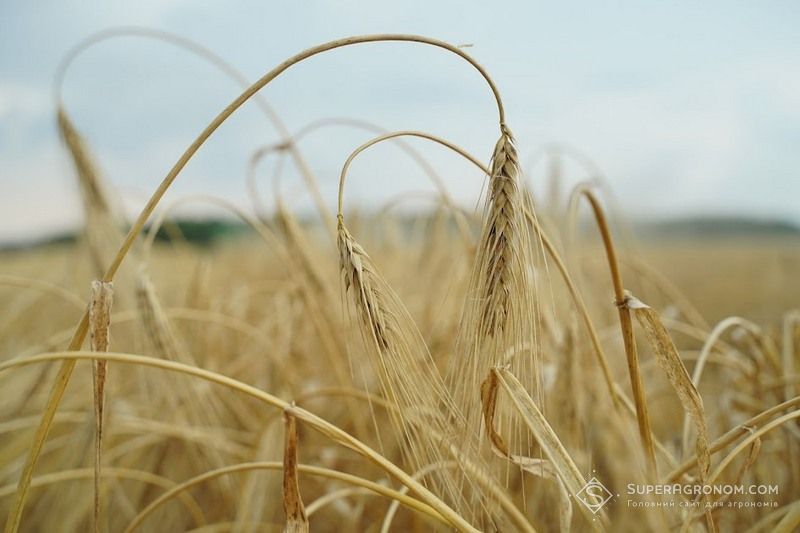 Ви зараз переглядаєте В Агрейн завдяки підвищеній нормі Систіви та зниженій густоті висіву проводять лише одну фунгіцидну обробку ячменю