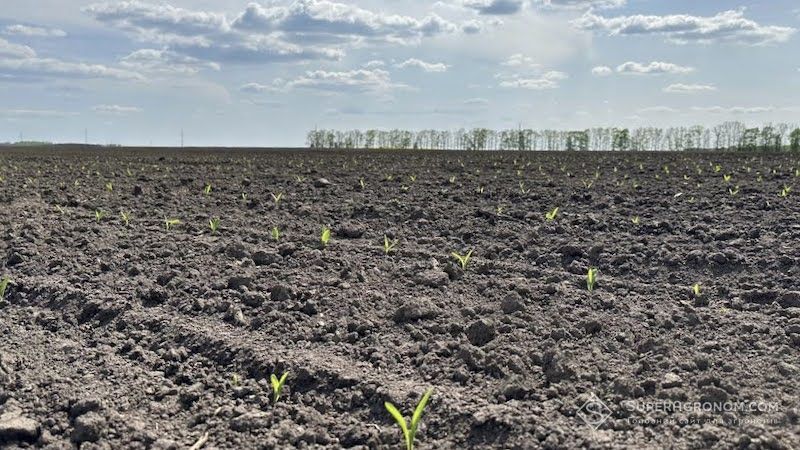 Ви зараз переглядаєте В Україні засіяли 98% ярих культур: які площі займають кукурудза, соняшник і соя