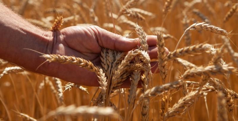 В Україні знижуються ціни на продовольчу та фуражну пшеницю