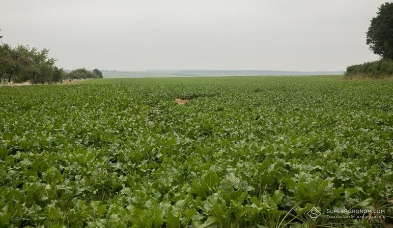 Ви зараз переглядаєте Вчені протягом 2 років тестувати озиму сівбу цукрових буряків: опубліковано звіт про результати