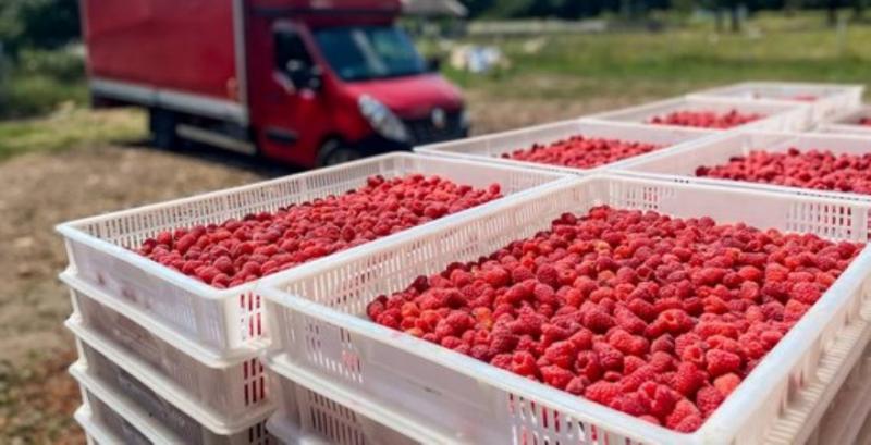 Врожай малини фермера з Харківщини Олега Кудлая