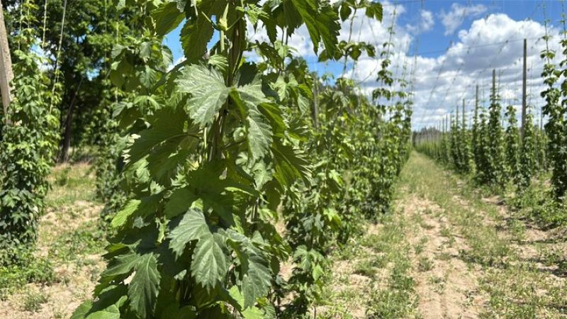 Ви зараз переглядаєте Вирощування хмелю в Україні: проблеми збуту та кадровий дефіцит у господарстві на Львівщині