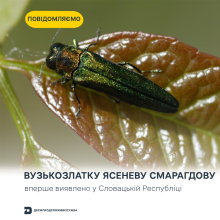 Ви зараз переглядаєте Вузькозлатку ясеневу смарагдову вперше виявили у Словацькій Республіці