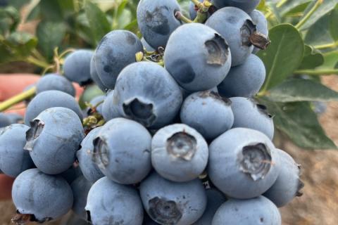 Ви зараз переглядаєте Global Plant Genetics виводить на міжнародні ринки чотири нові сорти лохини з програми Oregon Blueberry