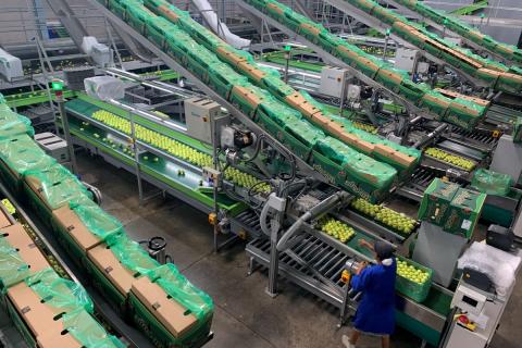 Ви зараз переглядаєте Ceres Fruit Growers модернізувала пакувальний комплекс для яблук і груш через зростання обсягів
