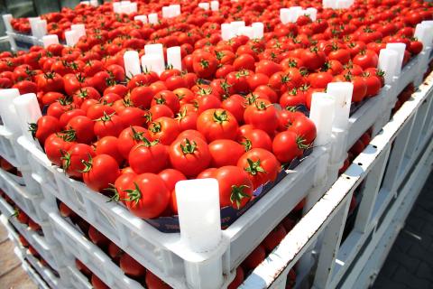 Ви зараз переглядаєте У Тунісі через відключення електроенергії під загрозою майже 35% врожаю томатів