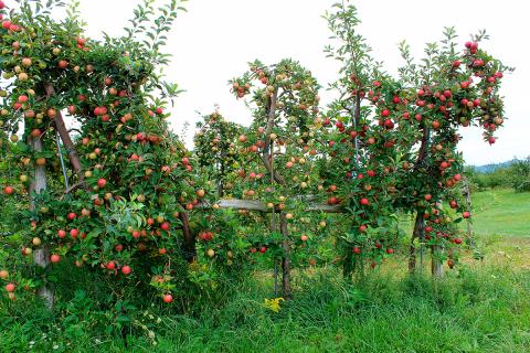 Ви зараз переглядаєте Ліван розраховує відновити експорт агропродукції до країн Затоки після відкриття ринку Саудівської Аравії