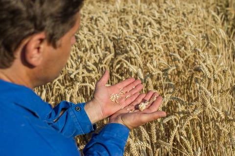 Ви зараз переглядаєте Bayer і RAGT уклали ліцензійну угоду для виведення гібридної пшениці на ринки Європи та Північної Америки