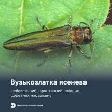 Ви зараз переглядаєте Держпродспоживслужба попередила про небезпеку поширення вузькозлатки ясеневої в Україні