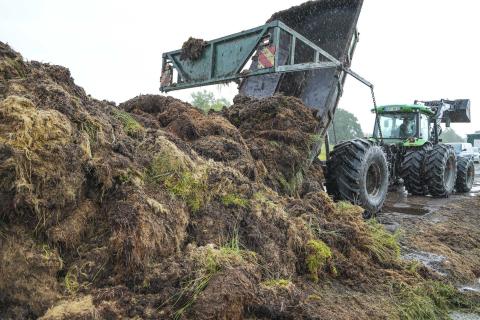 Ви зараз переглядаєте У Німеччині на відновлених болотах вирощують торф’яні мохи як альтернативу торфу для субстратів