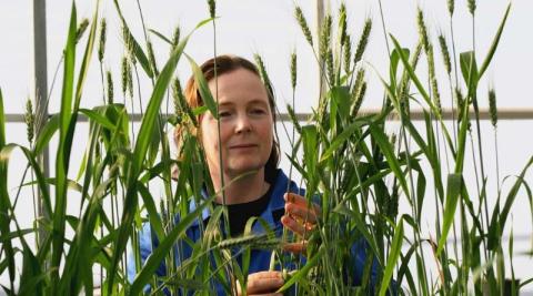 Ви зараз переглядаєте GRDC інвестує $10 млн у дослідження біологічного пригнічення нітрифікації для підвищення ефективності азоту в зернових системах Австралії