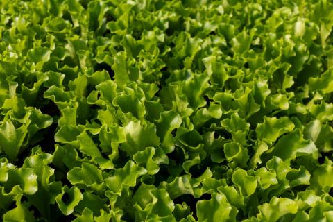 Ви зараз переглядаєте Levantia Seed почала сертифікувати стійкість листових культур до Bremia за протоколами UPOV