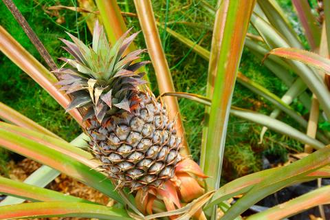 Ви зараз переглядаєте У Квінсленді на Pineapple Field Days покажуть AI-рішення для вибіркового збирання, дрони та результати клонового добору ананаса
