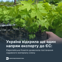 Ви зараз переглядаєте Єврокомісія дозволила експорт до ЄС садивного матеріалу окремих видів клену з України