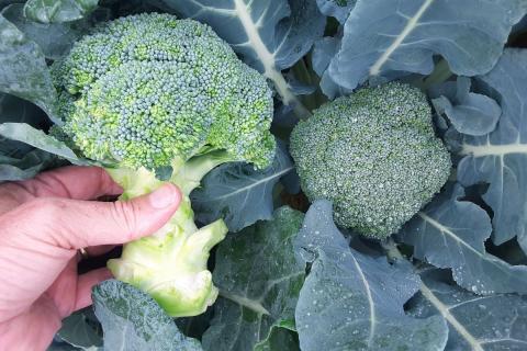 Ви зараз переглядаєте Sakata Seed представила бюлетень для виробників броколі на Сході США та анонсувала два нові гібриди