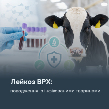 Ви зараз переглядаєте Лейкоз ВРХ: як діяти у разі виявлення інфікованих тварин