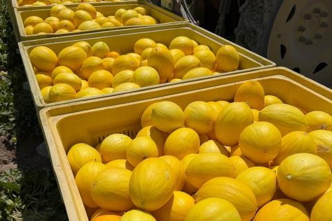 Ви зараз переглядаєте Known-You Seed представила програму жовтих динь для сезону в Іспанії з травня по вересень