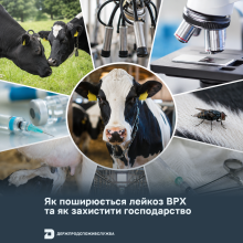 Ви зараз переглядаєте Держпродспоживслужба пояснила, як поширюється лейкоз ВРХ та як захистити господарство