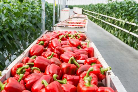 Ви зараз переглядаєте Трипс Thrips parvispinus у тепличному перці: ключові дії до висадки та на старті сезону